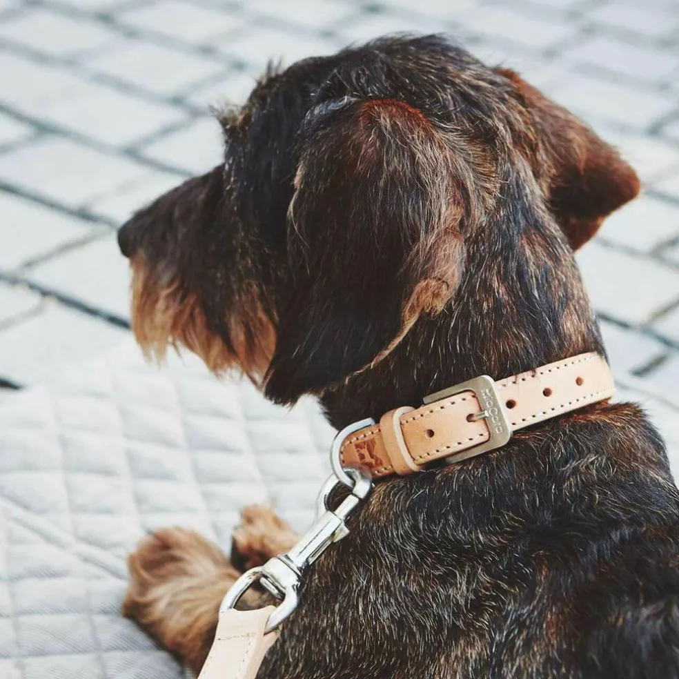 Bergamo Hundehalsband SM