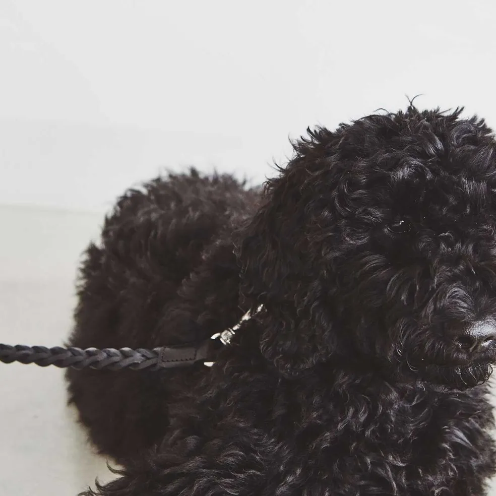 Bergamo Hundeleine geflochten