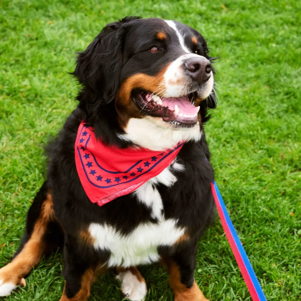 Hundehalstuch 55x55cm