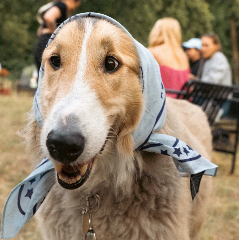 Hundehalstuch 55x55cm