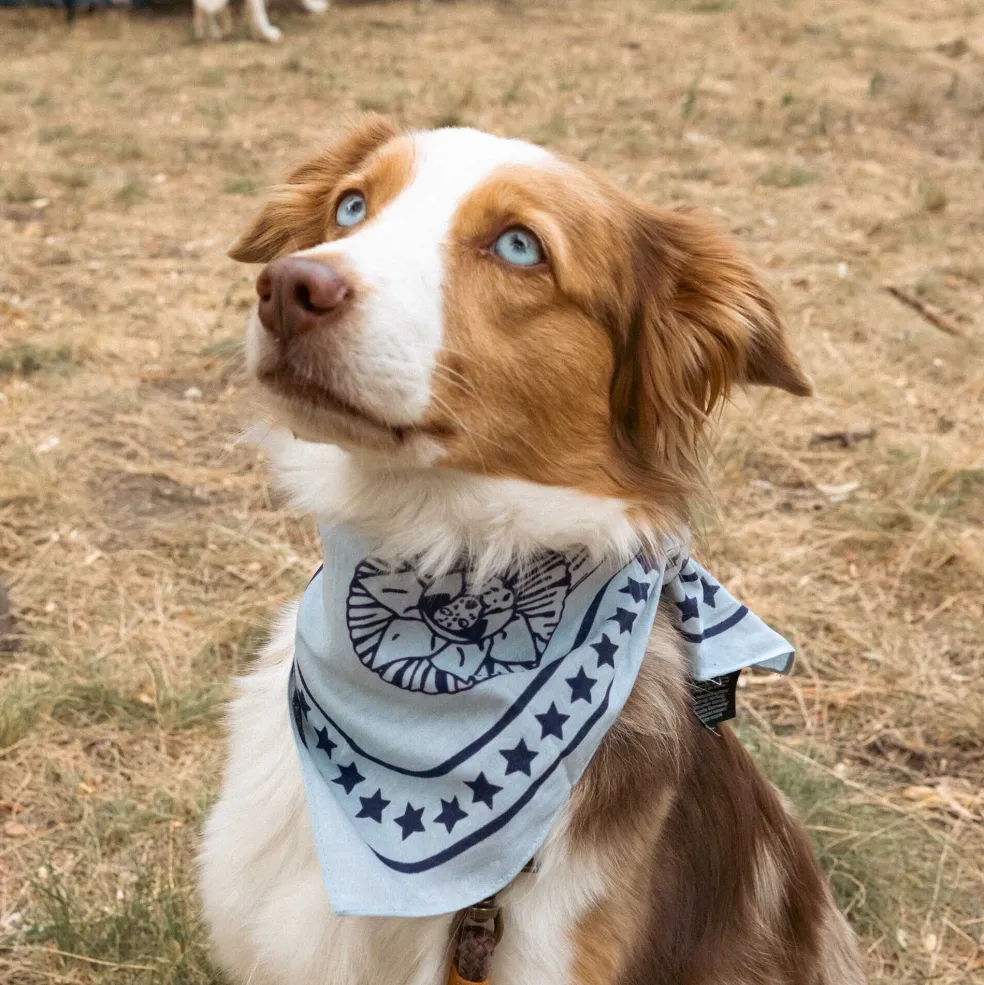 Hundehalstuch 55x55cm