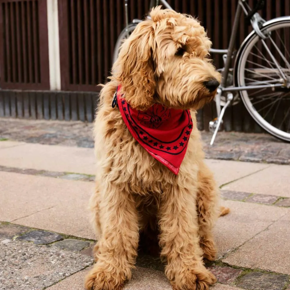 Hundehalstuch 55x55cm