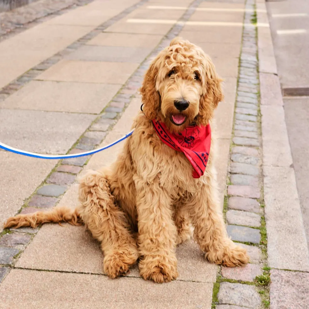 Hundehalstuch 55x55cm