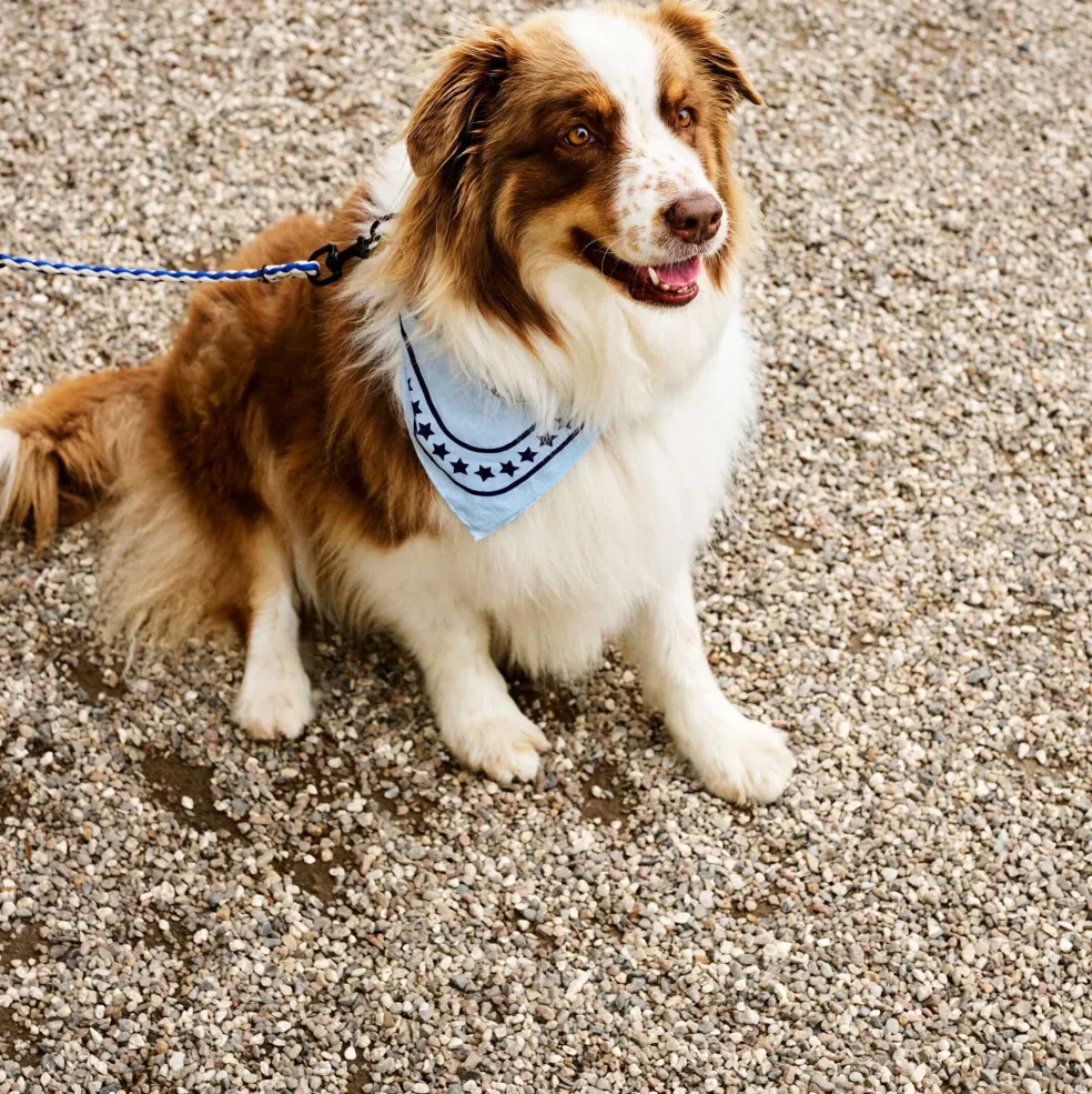 Hundehalstuch 55x55cm