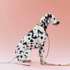 Hundeleine geflochten verstellbar