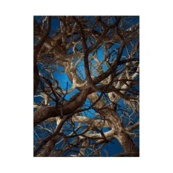 Liquid Maple Teppich rechteckig