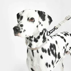 Modena Hundehalsband M/ML