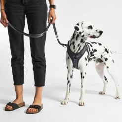 Modena Hundeleine 25mm