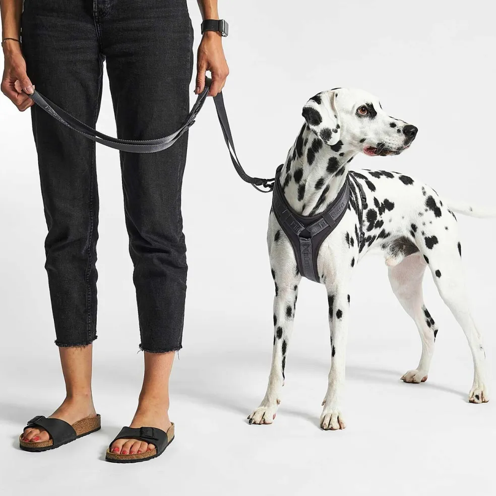 Modena Hundeleine 25mm