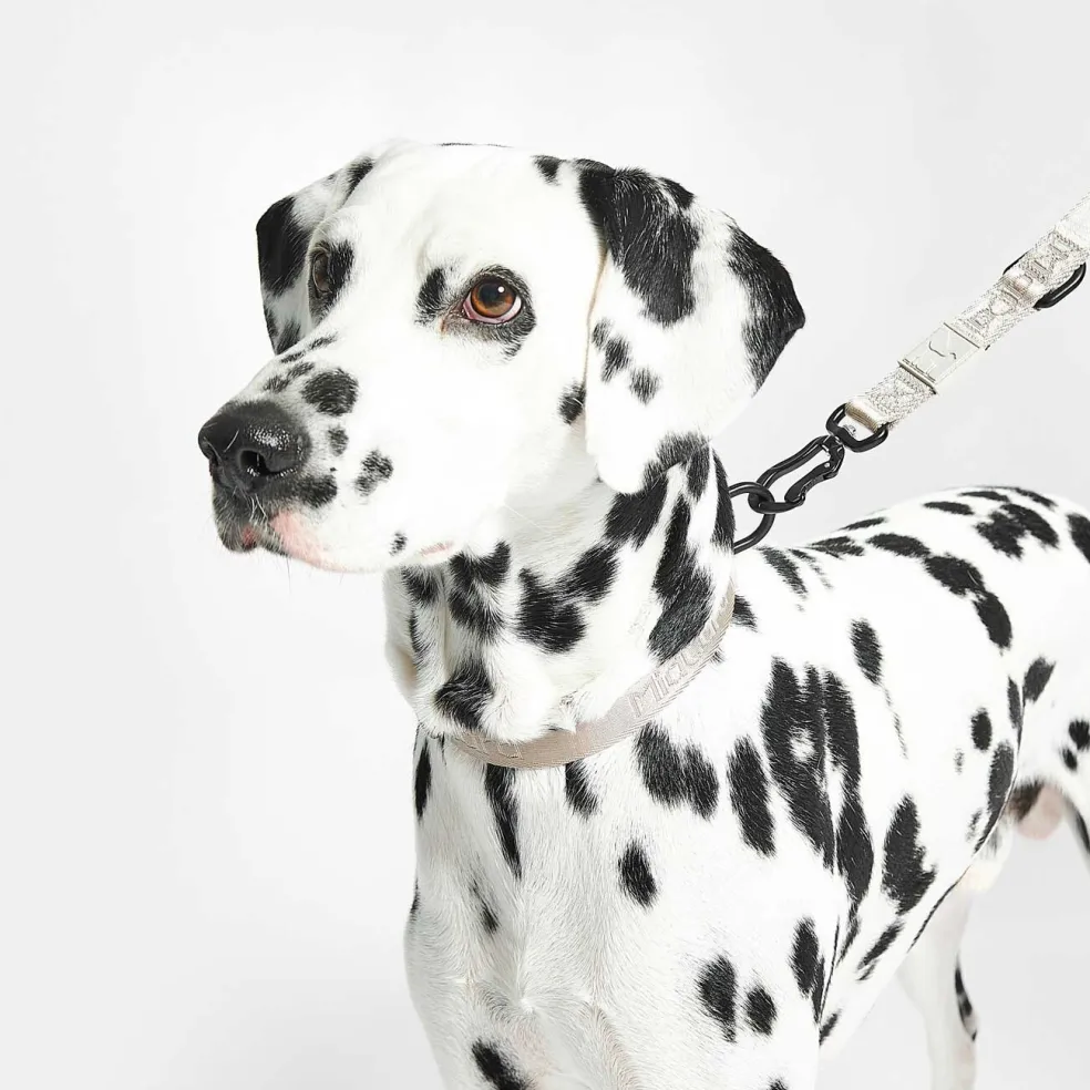 Modena Hundeleine 25mm