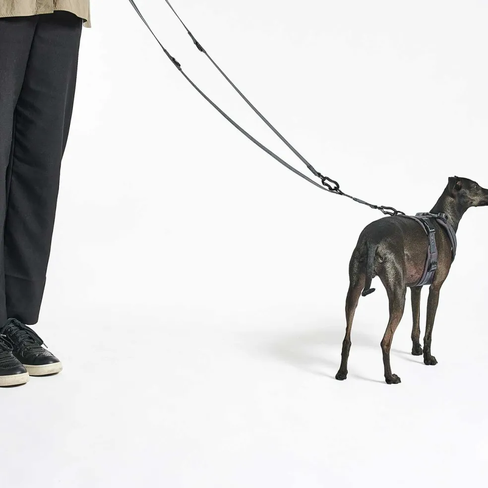 Modena Hundeleine 25mm