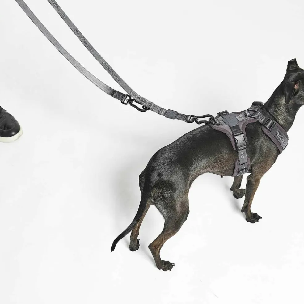 Modena Hundeleine 25mm