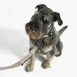 Modena Hundeleine 20mm