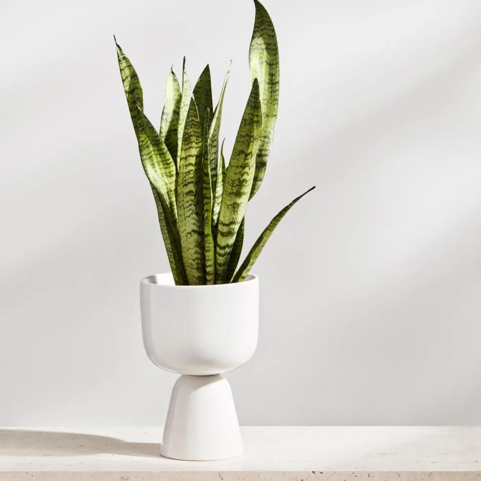 Nappula Blumentopf 230x155mm