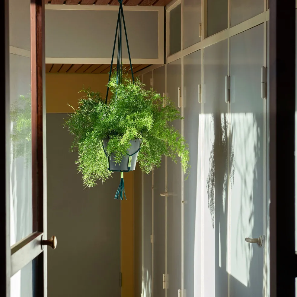 Phanta Pflanzenaufhänger