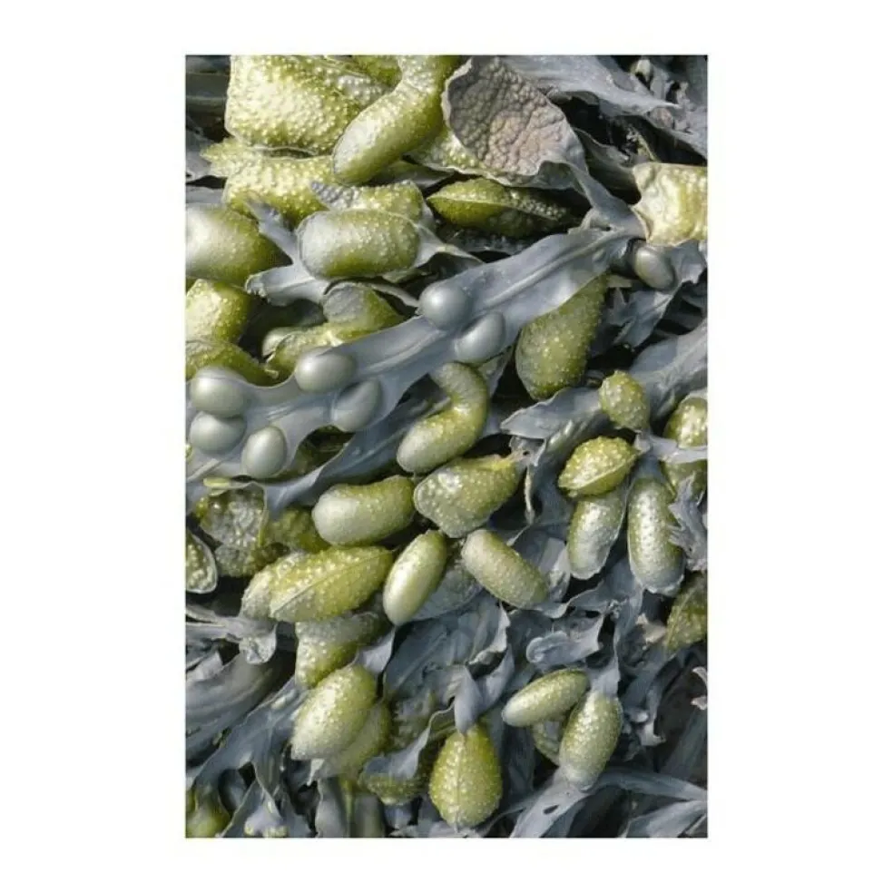 Sea Weed Teppich 200x300cm